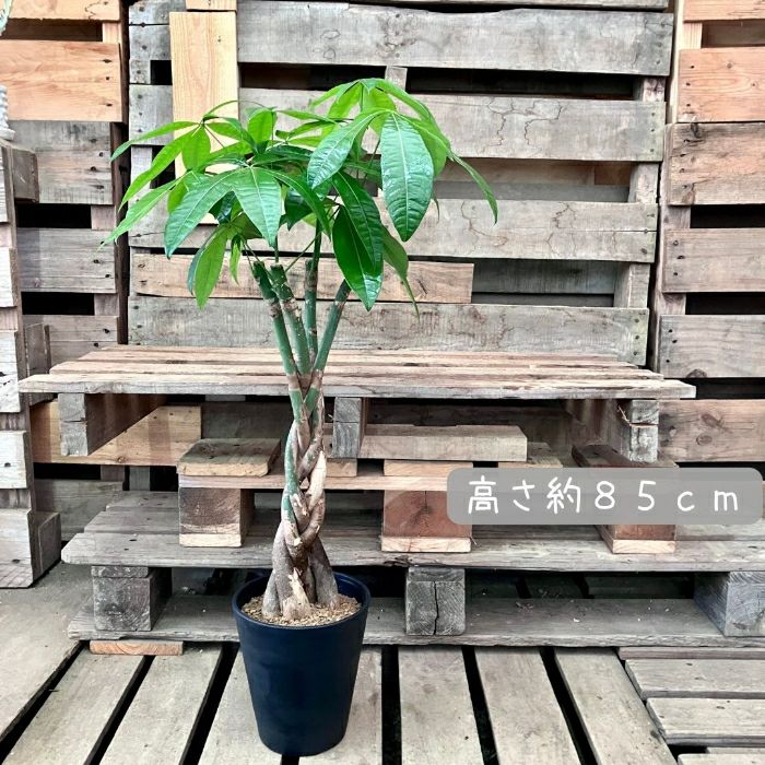 観葉植物現品販売