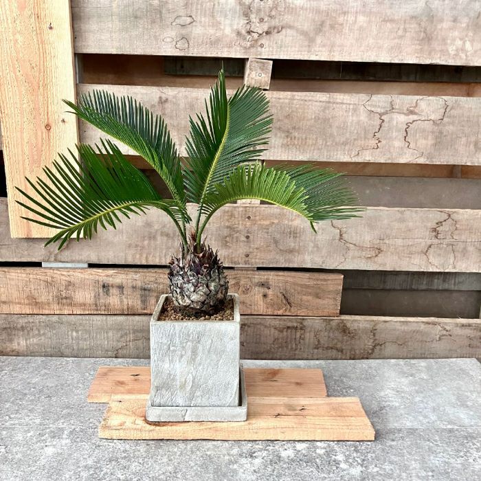 観葉植物 現品 屋外用 おしゃれな陶器鉢入り ソテツ (蘇鉄）001092