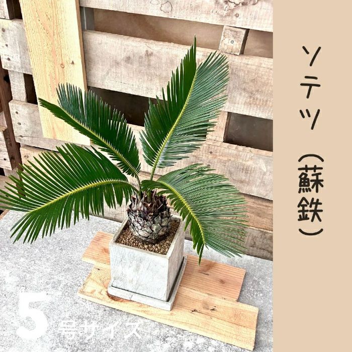 観葉植物現品販売