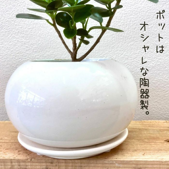 観葉植物現品販売