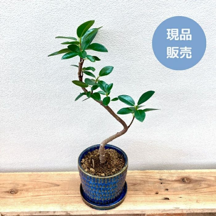 観葉植物現品販売