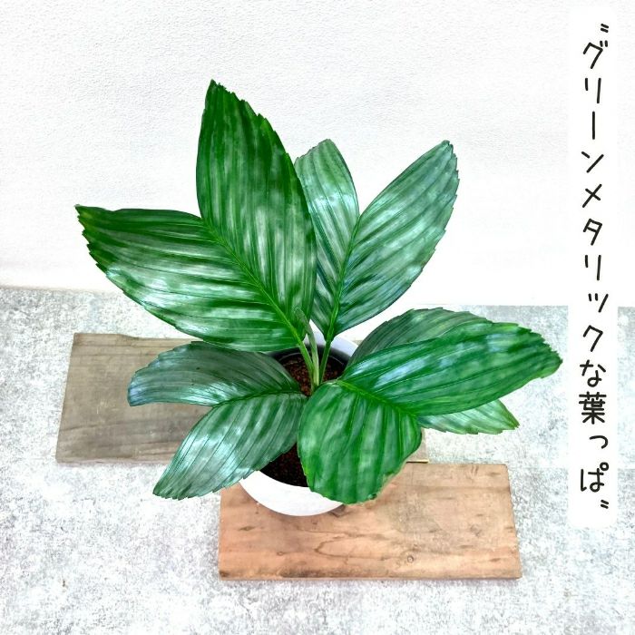 観葉植物現品販売