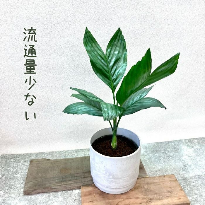 観葉植物現品販売