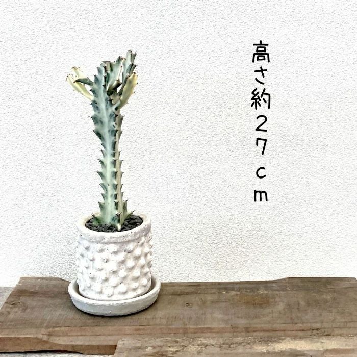 観葉植物現品販売