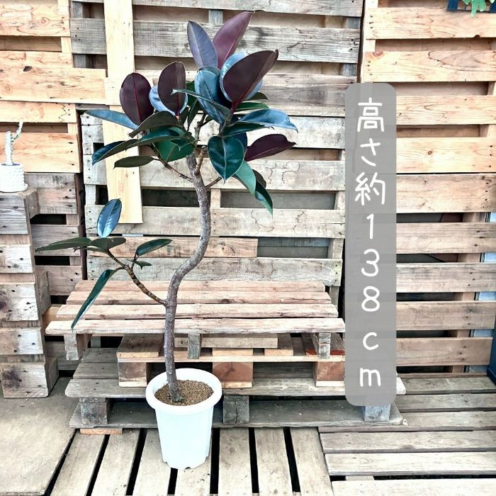 観葉植物現品販売