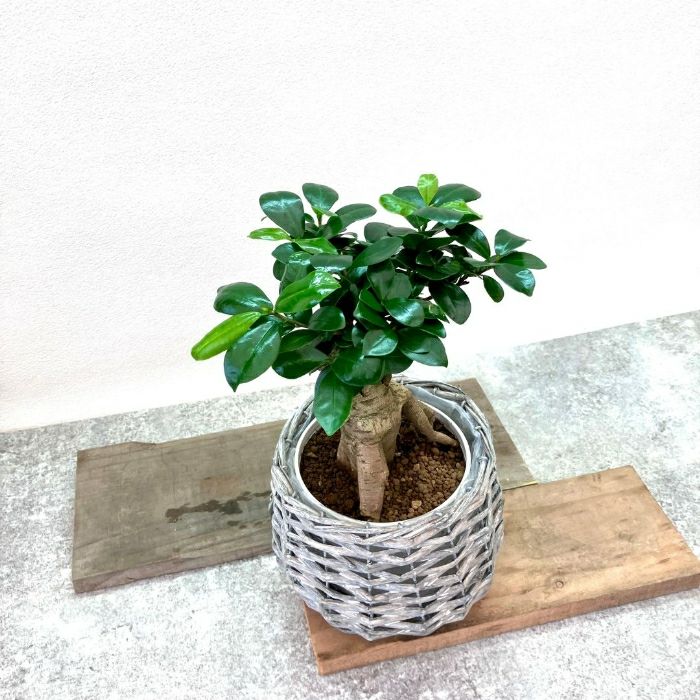 観葉植物現品販売