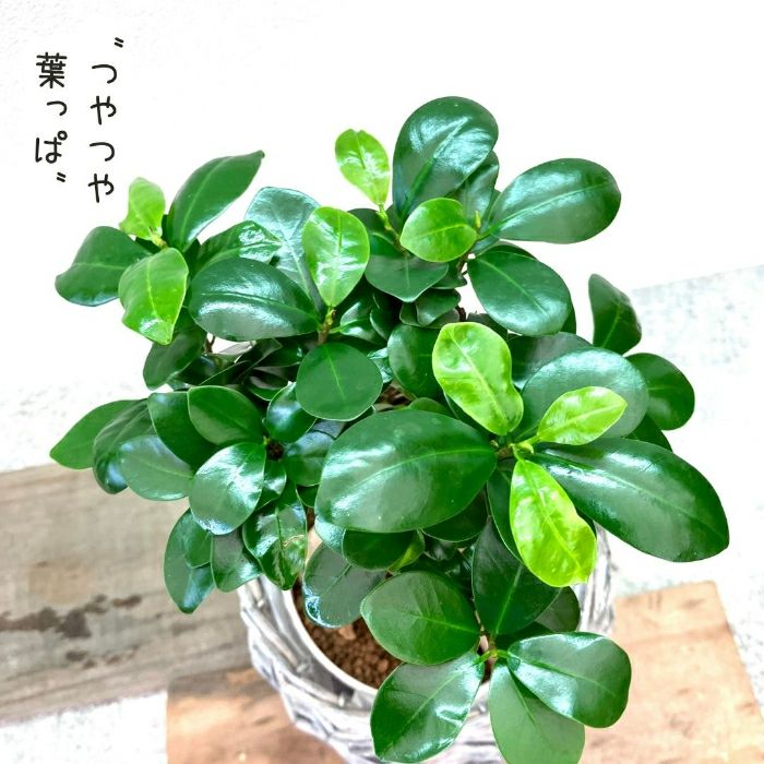 観葉植物現品販売
