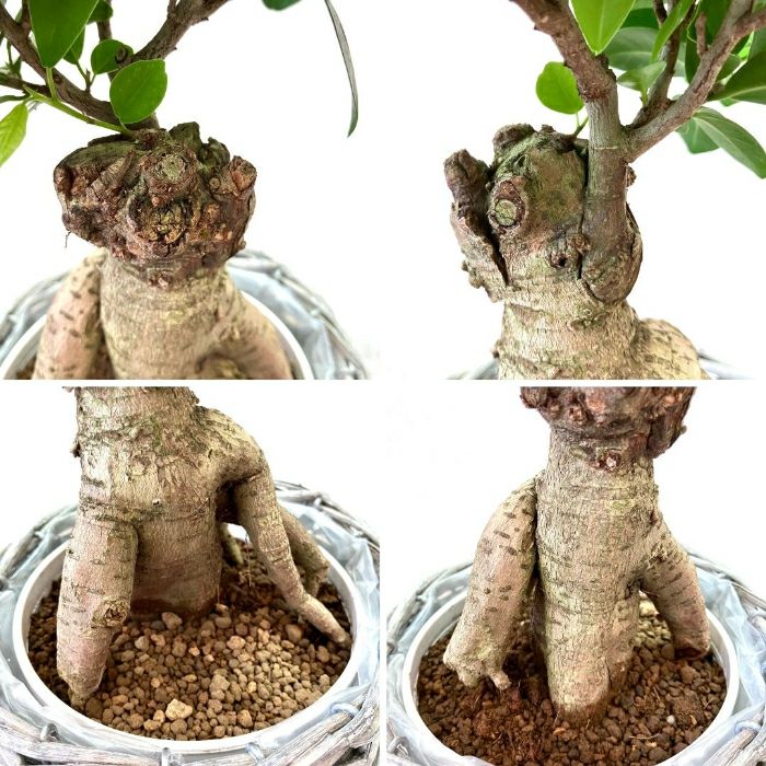 観葉植物現品販売