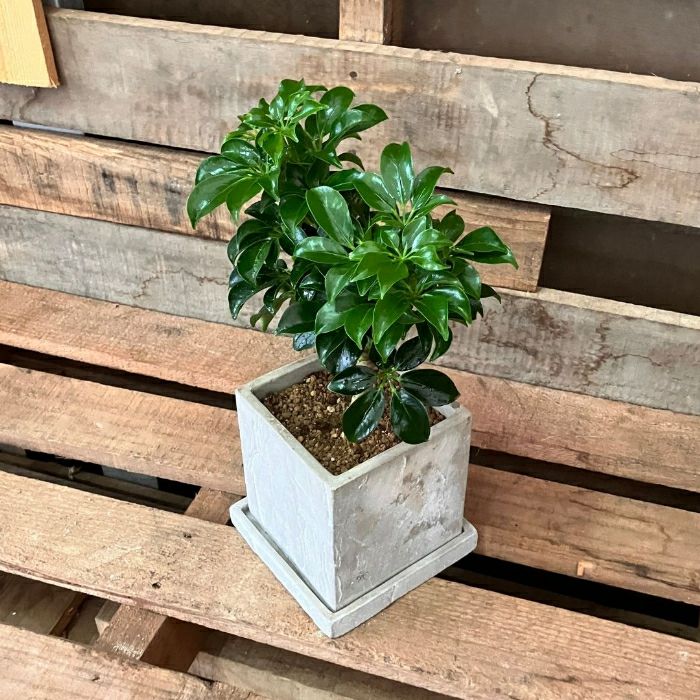 観葉植物現品販売