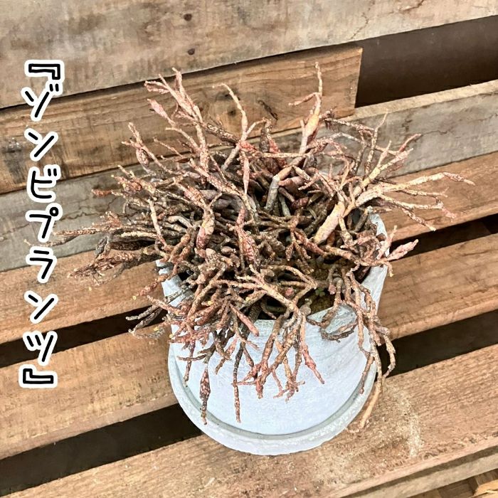 観葉植物現品販売