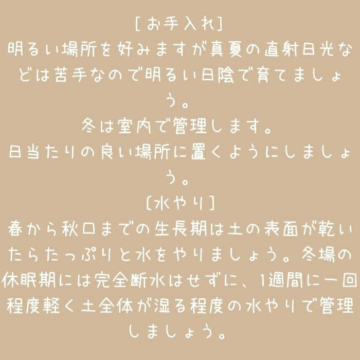 観葉植物現品販売