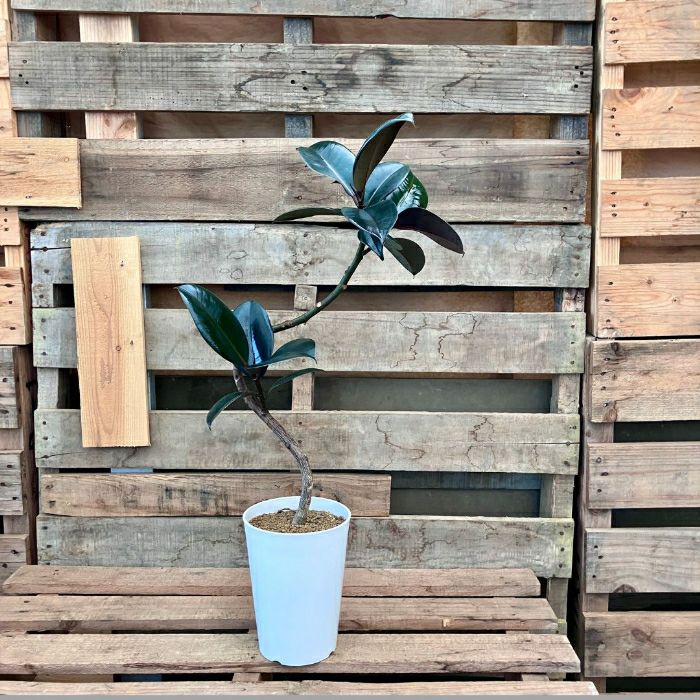 観葉植物現品販売