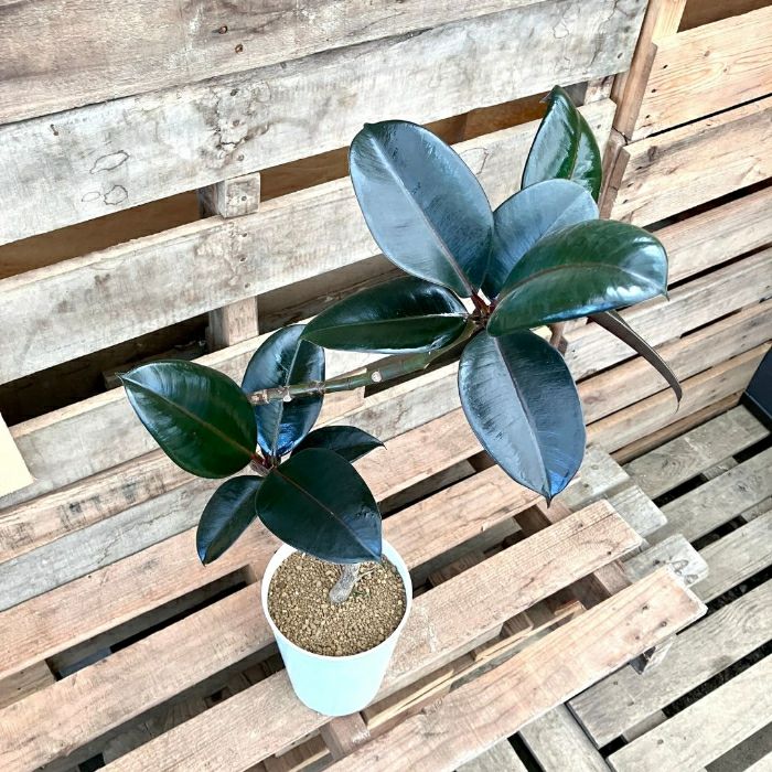 観葉植物現品販売