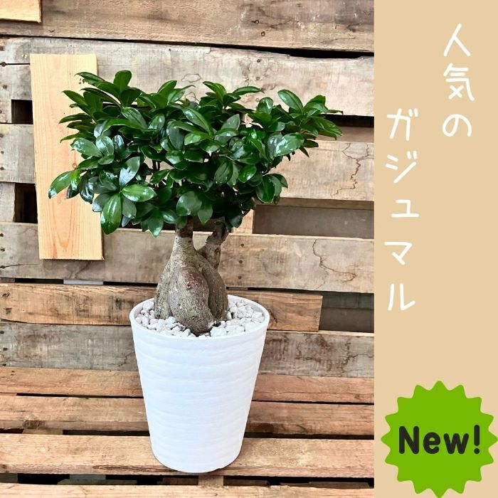 観葉植物現品販売