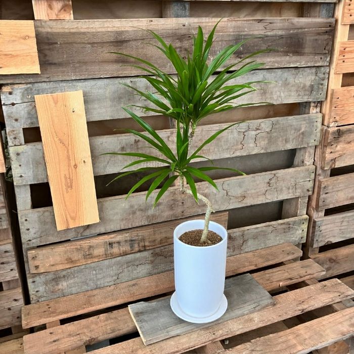 観葉植物現品販売