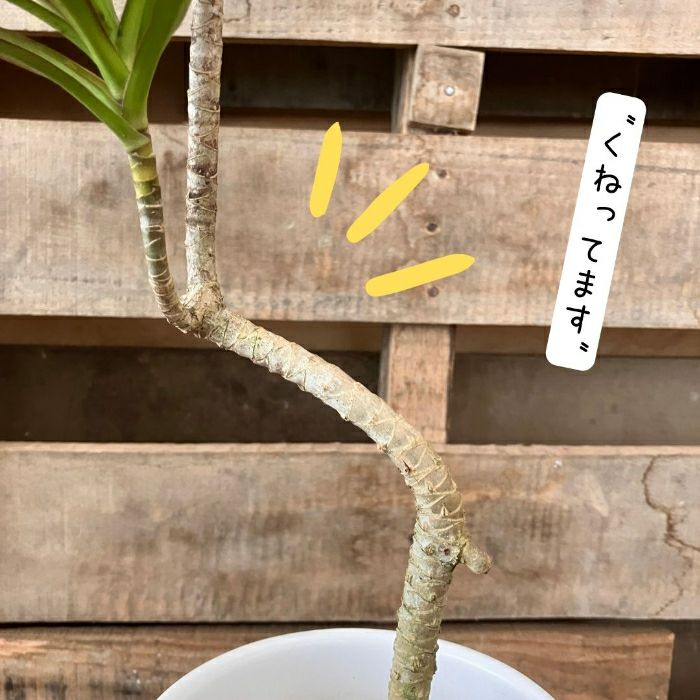 観葉植物現品販売