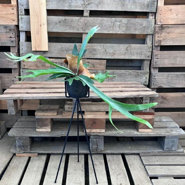 観葉植物 【現品 】コウモリラン・アルキコルネ