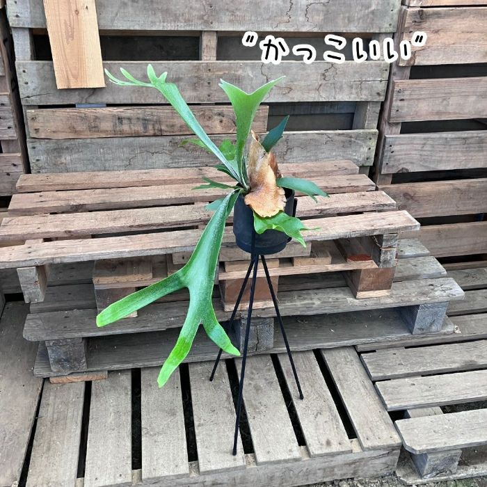 観葉植物現品販売