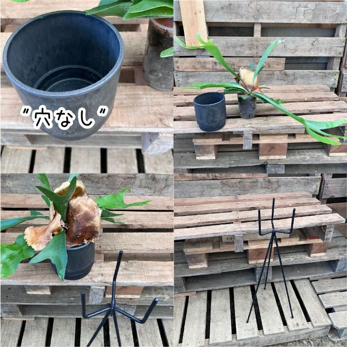 観葉植物現品販売