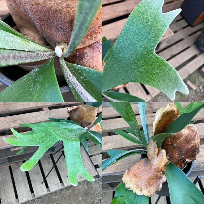 観葉植物現品販売