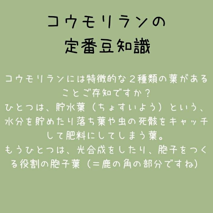 観葉植物現品販売