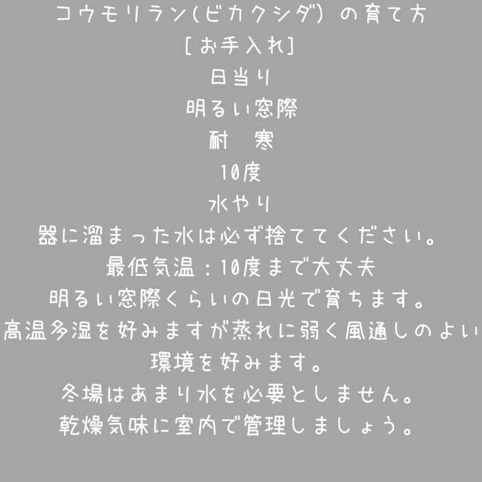 観葉植物現品販売