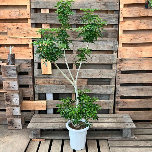観葉植物 【現品】 ☆大型☆ シェフレラ コンパクタ 新品 001110