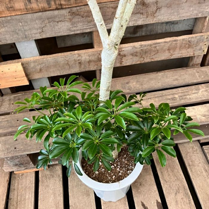 観葉植物現品販売