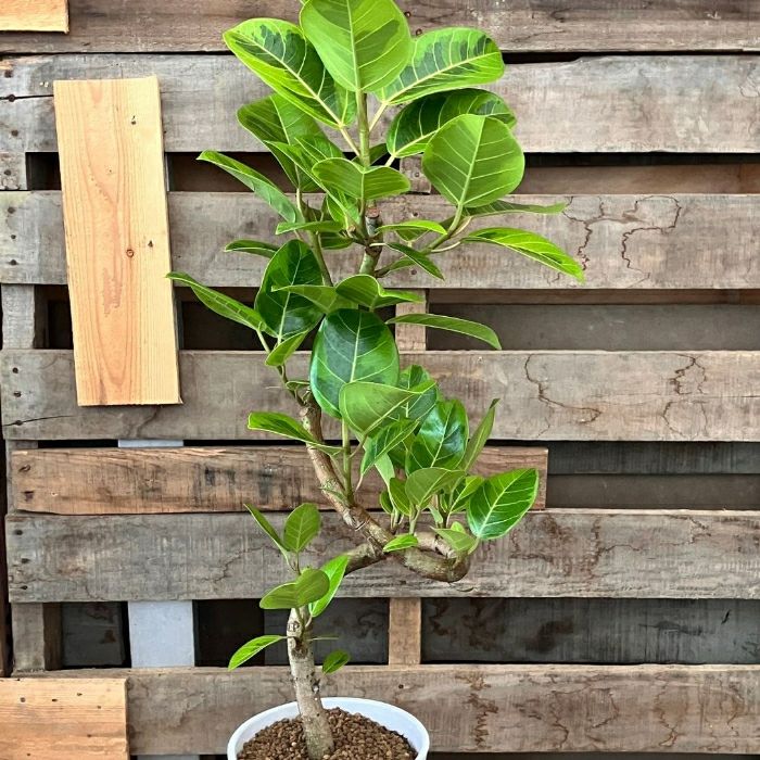 観葉植物現品販売