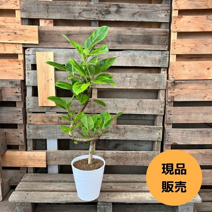 観葉植物現品販売