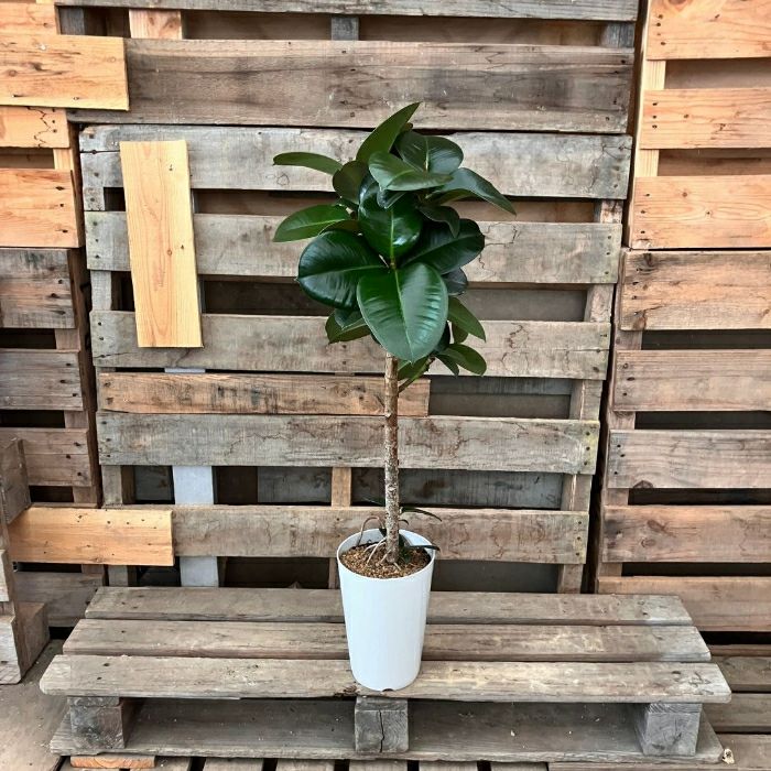 観葉植物現品販売