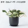 選べる ミニ 観葉植物 卓上 リサイクルプラスチックポット アイアンプレート ガジュマル ポトス サンスベリア ペペロミア シュガーバイン 