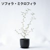 選べる ミニ 観葉植物 卓上 リサイクルプラスチックポット アイアンプレート ガジュマル ポトス サンスベリア ペペロミア シュガーバイン 