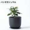 選べる ミニ 観葉植物 卓上 リサイクルプラスチックポット アイアンプレート ガジュマル ポトス サンスベリア ペペロミア シュガーバイン 