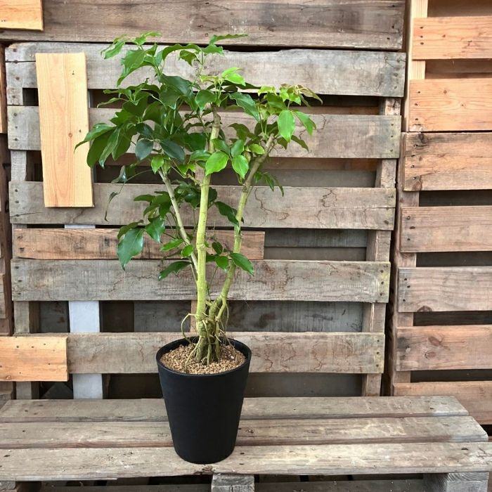 観葉植物現品販売