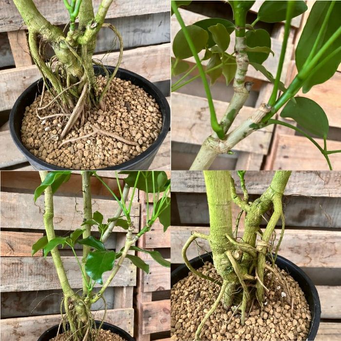 観葉植物現品販売