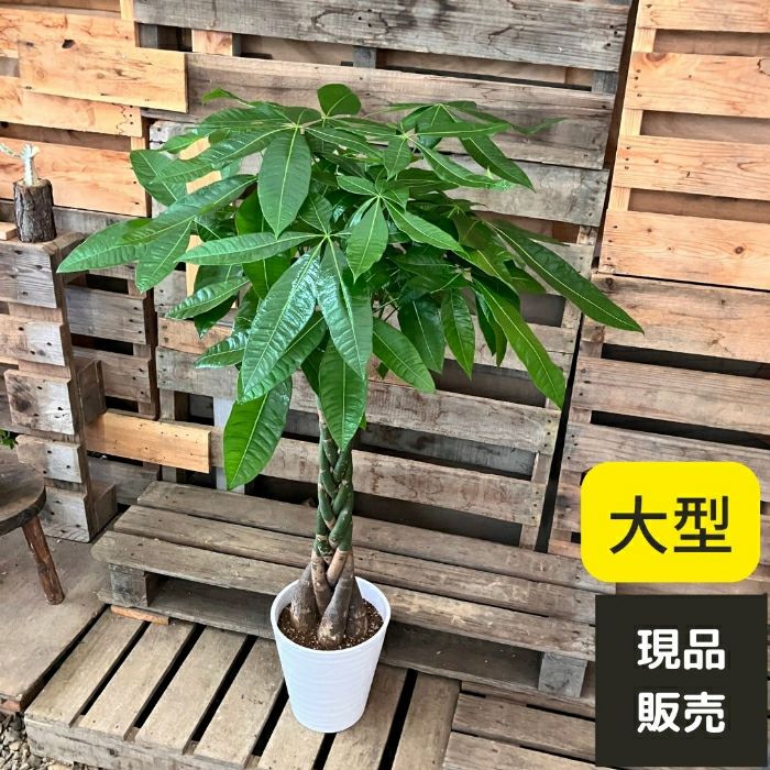 観葉植物現品販売