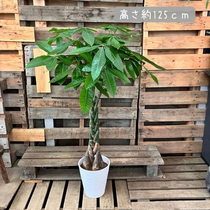 観葉植物現品販売