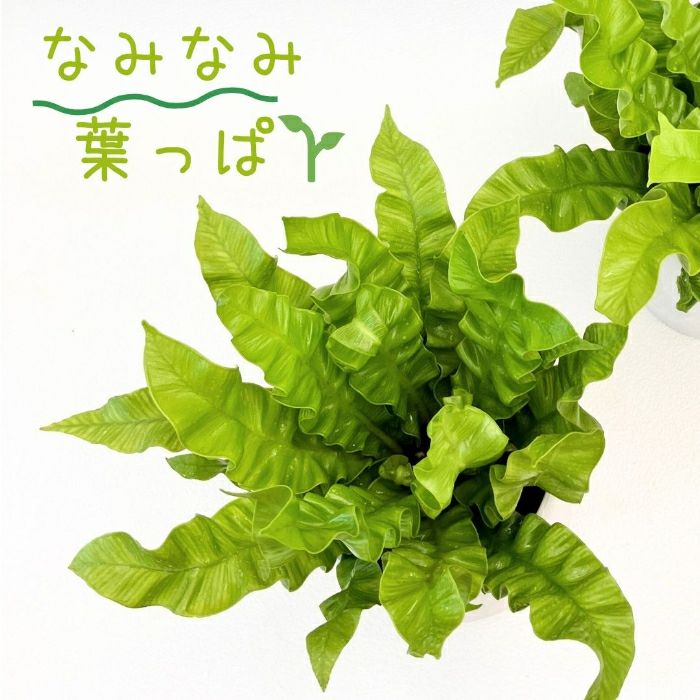 観葉植物現品販売