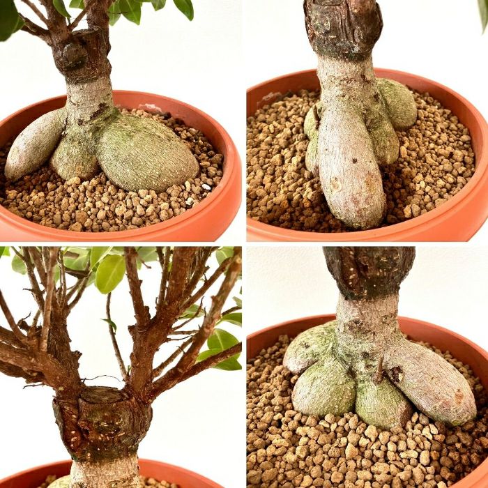 観葉植物現品販売