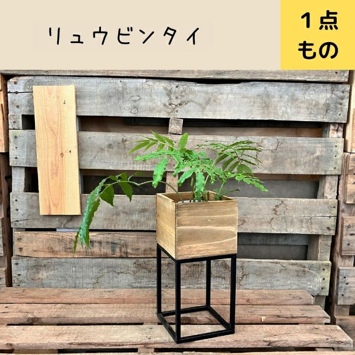 観葉植物現品販売