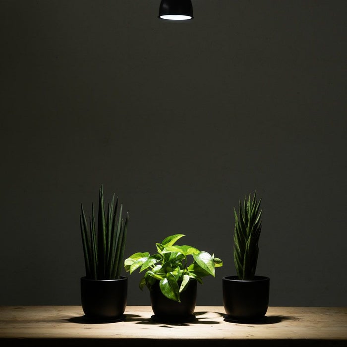 選べる ミニ 観葉植物 + ミニ観葉植物用育成ライト