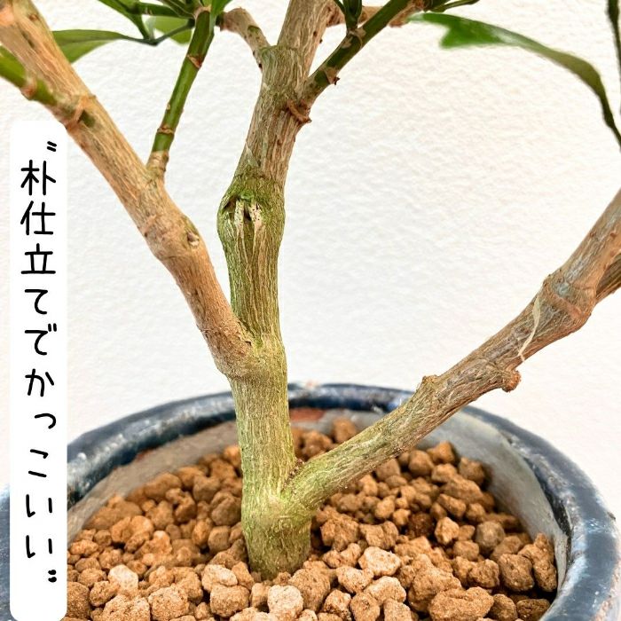 観葉植物現品販売