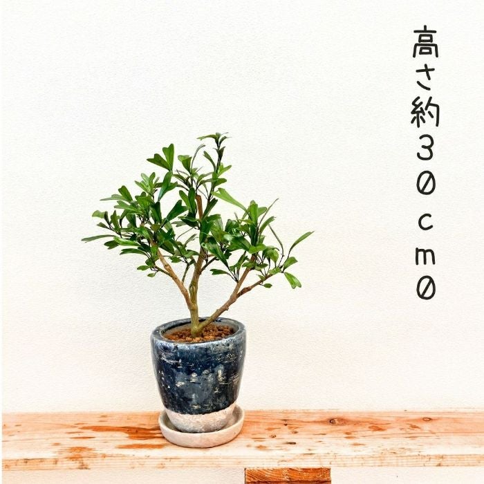 観葉植物現品販売
