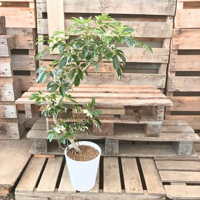 観葉植物 【現品 】シェフレラ ミルキー 曲がり樹形 希少 新品 001124