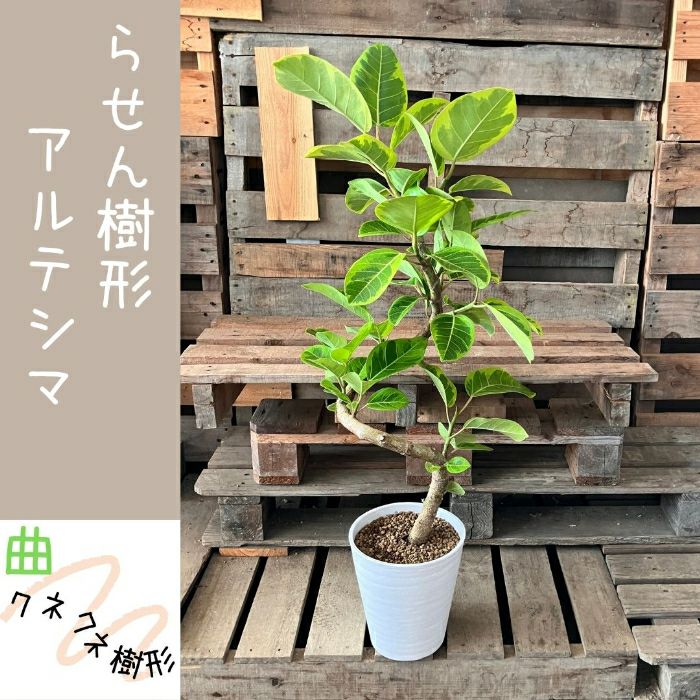 観葉植物現品販売