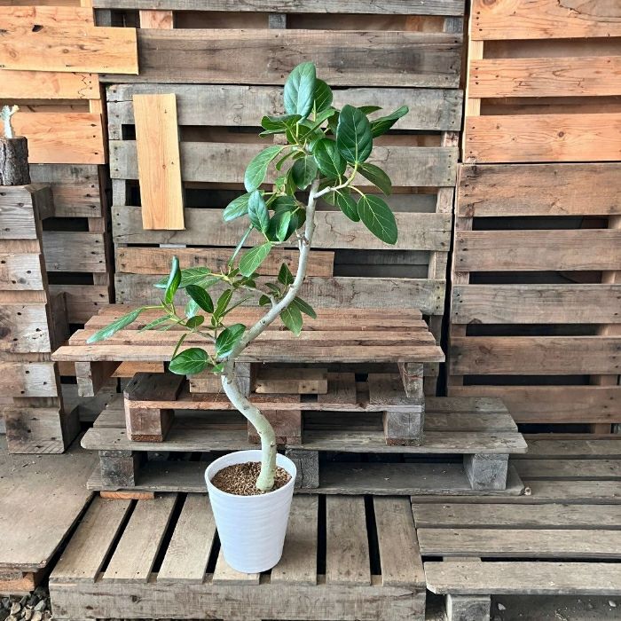 観葉植物現品販売