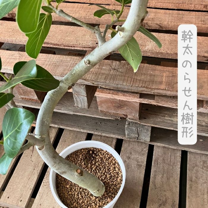 観葉植物現品販売