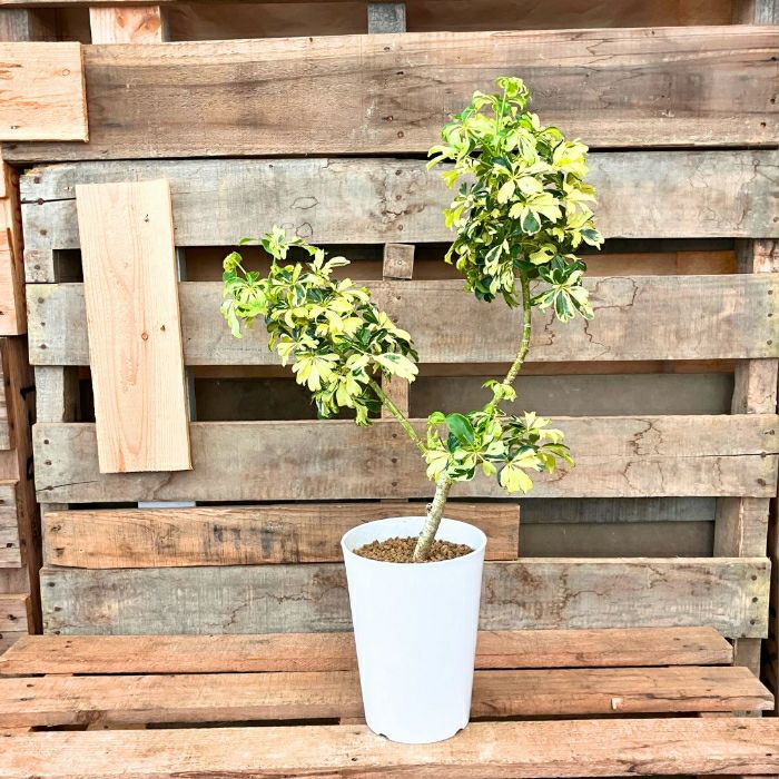 観葉植物 【現品 】“シェフレラ・ジェニーネ” 曲がり樹形 希少 新品 001129