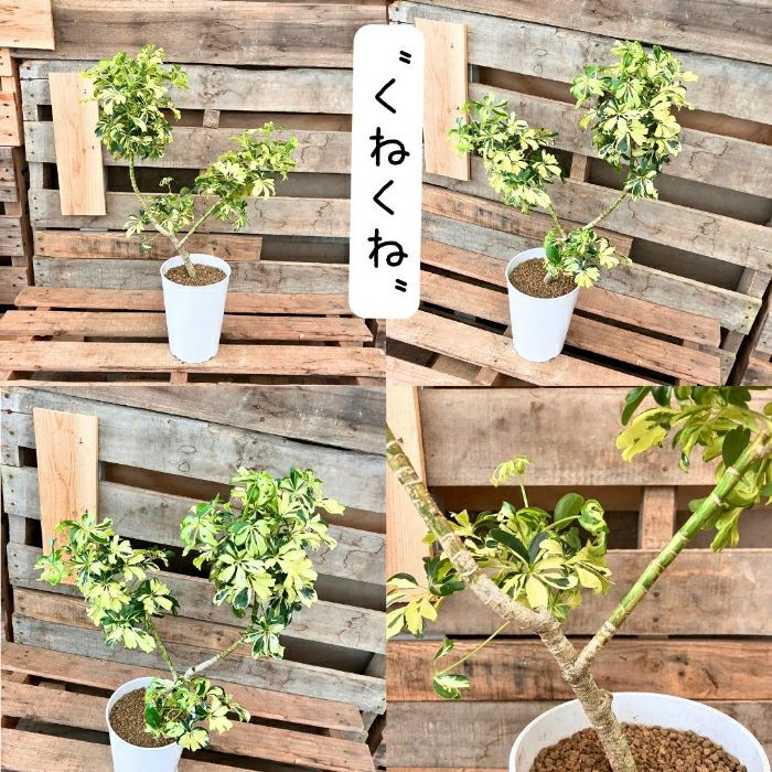 観葉植物現品販売